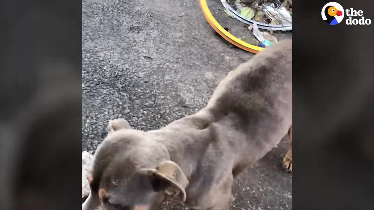 An overhead shot of a thin, emaciated grey dog standing on a paved surface, showing its prominent spine and ribs.