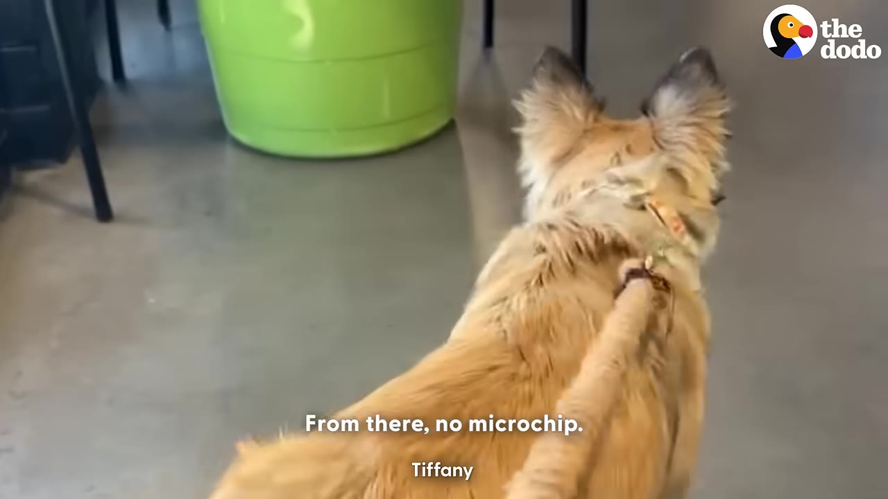 A fluffy tan dog on a leash seen from behind, walking on a grey floor with the text 'From there, no microchip.' on the screen.