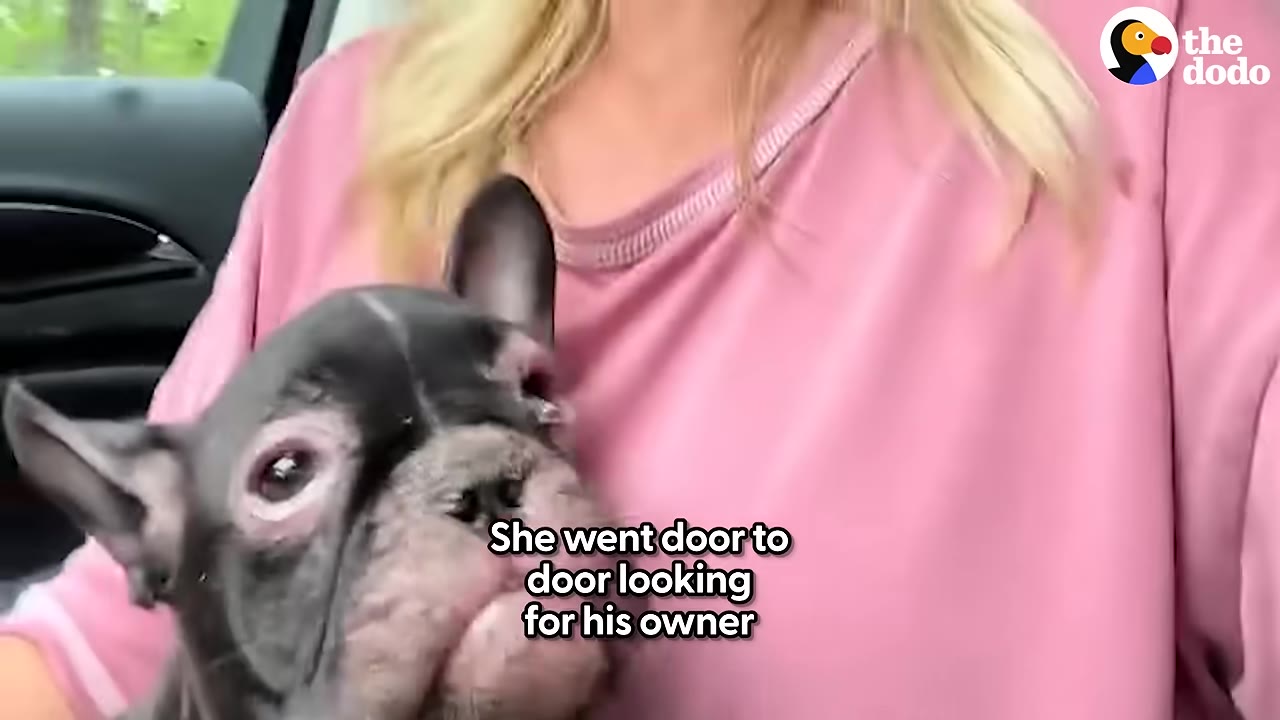 A close-up of a black French bulldog puppy being held by a woman wearing a pink shirt inside a car, with text overlay reading 'She went door to door looking for his owner'.