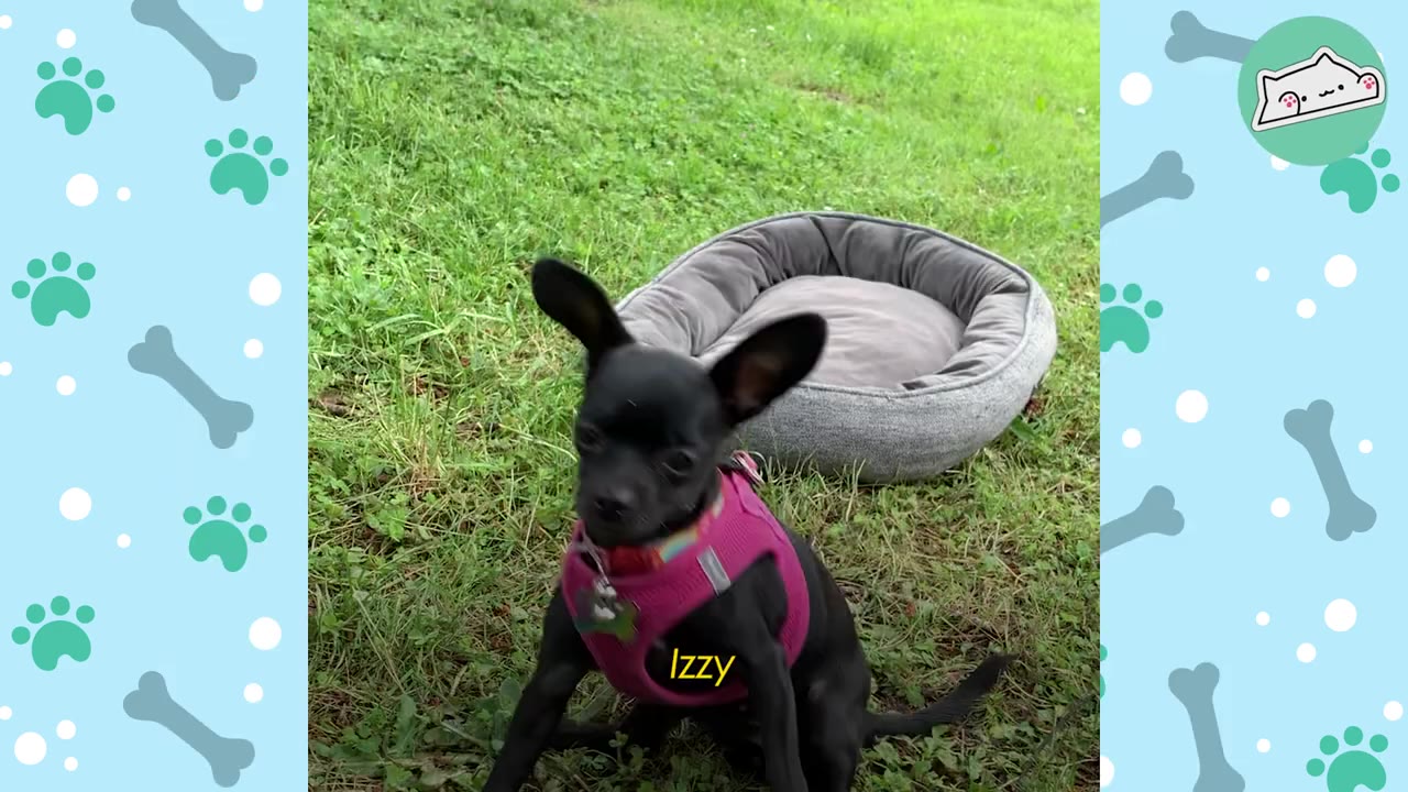A small black puppy wearing a pink harness sits on the grass next to a grey dog bed.