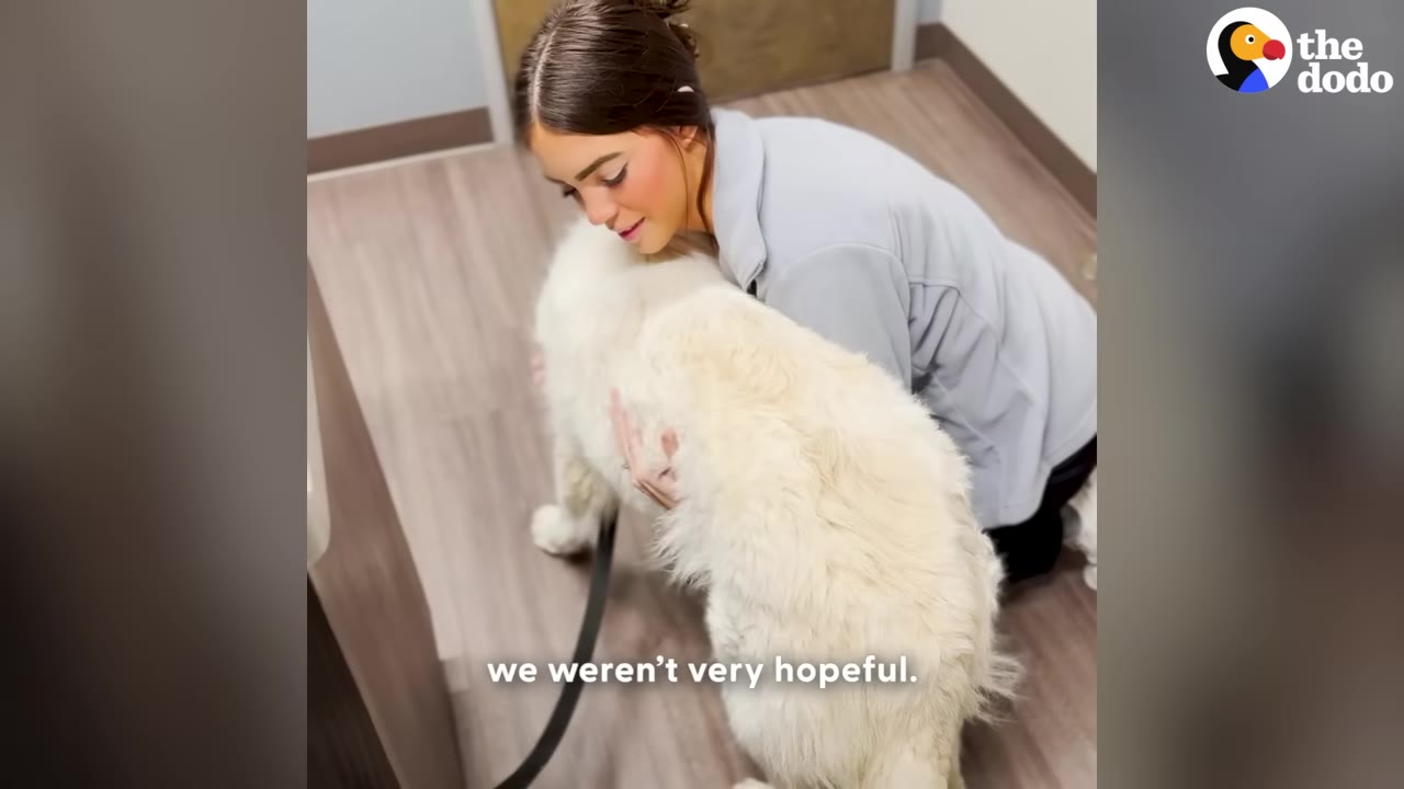 A woman with her hair in a bun kneels on a wooden floor and hugs a large, fluffy white dog.