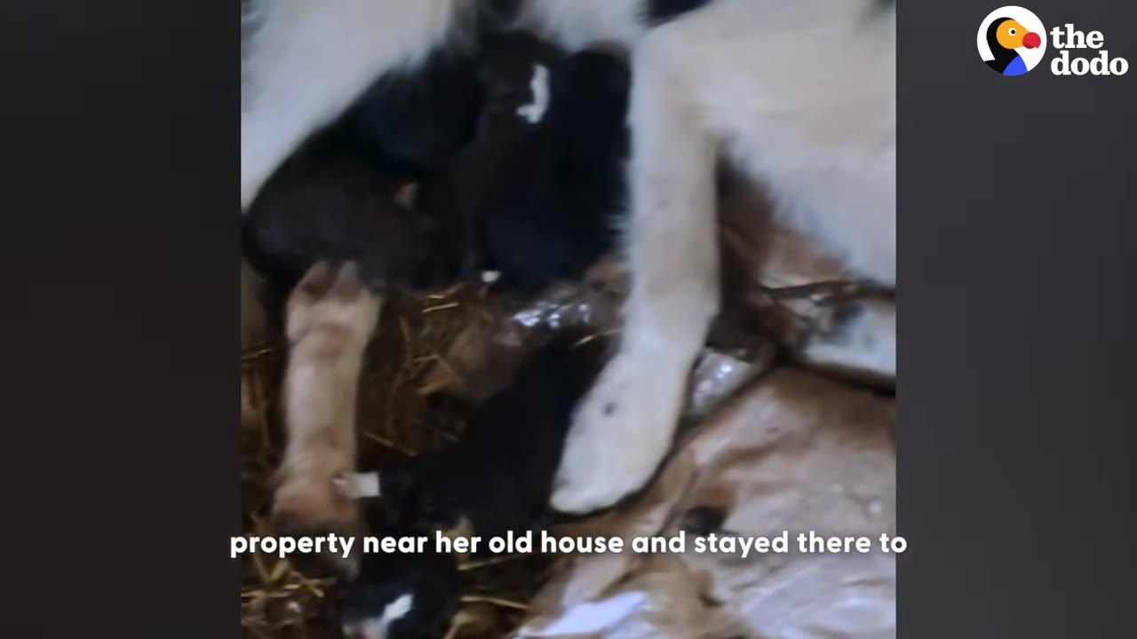 A close-up shot of a mother dog's white paws resting near her small, dark-furred puppies huddled together on straw and cardboard.