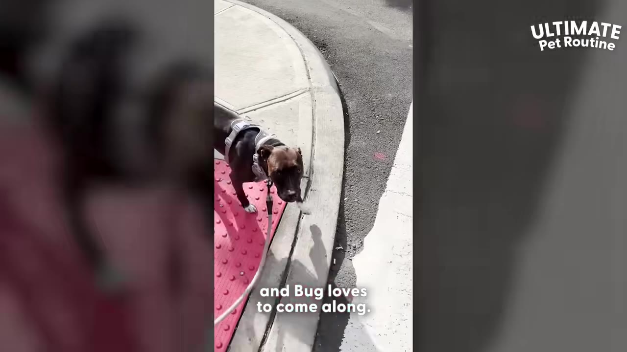A brown and black dog wearing a harness stands on a sidewalk corner during a walk.