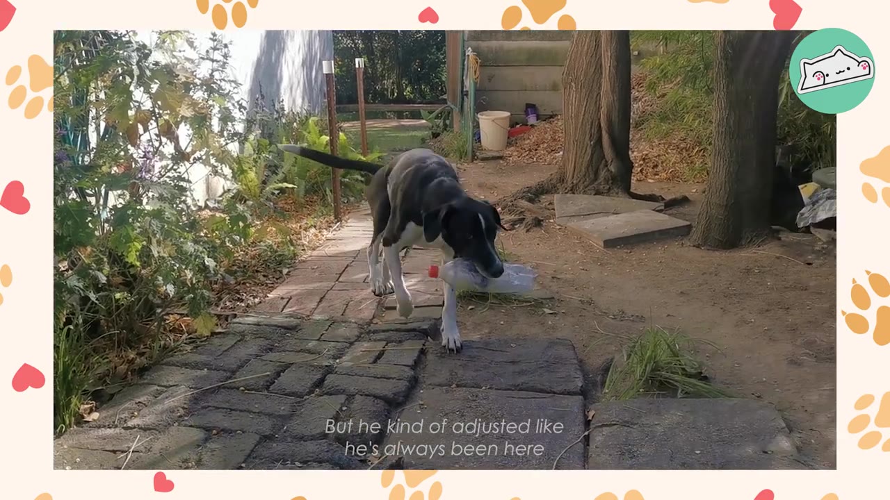 A black and white dog walks down a brick path in a garden, carrying a plastic bottle in its mouth.