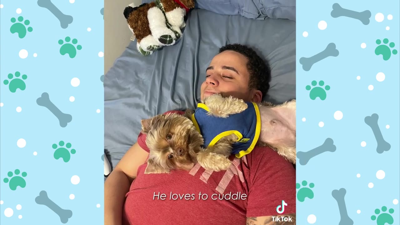 A small brown Yorkshire Terrier wearing a blue and yellow shirt cuddles on the chest of a smiling man lying in bed.