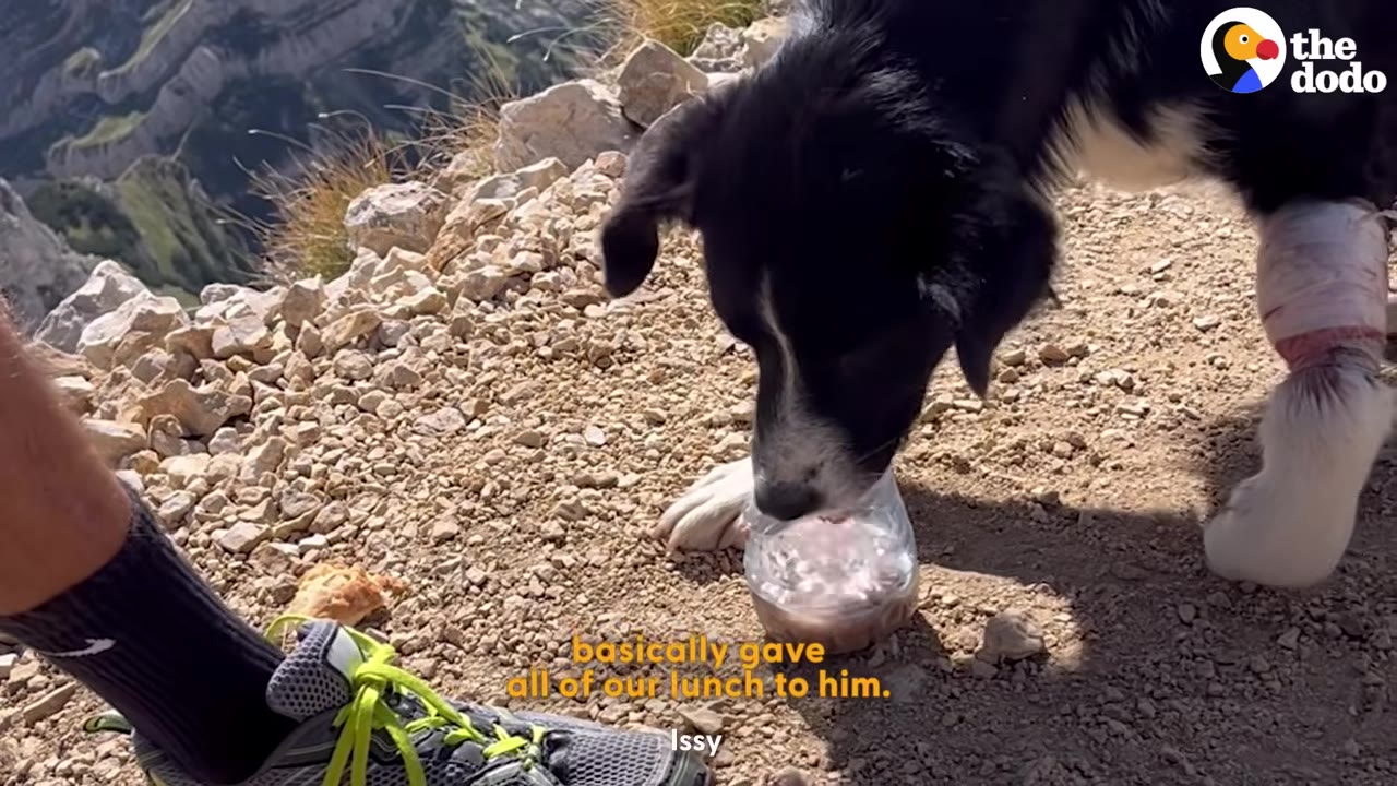 A black and white dog eats from a cut-open plastic bottle on a rocky mountain path next to a person's foot, with a bandage wrapped around its front leg.