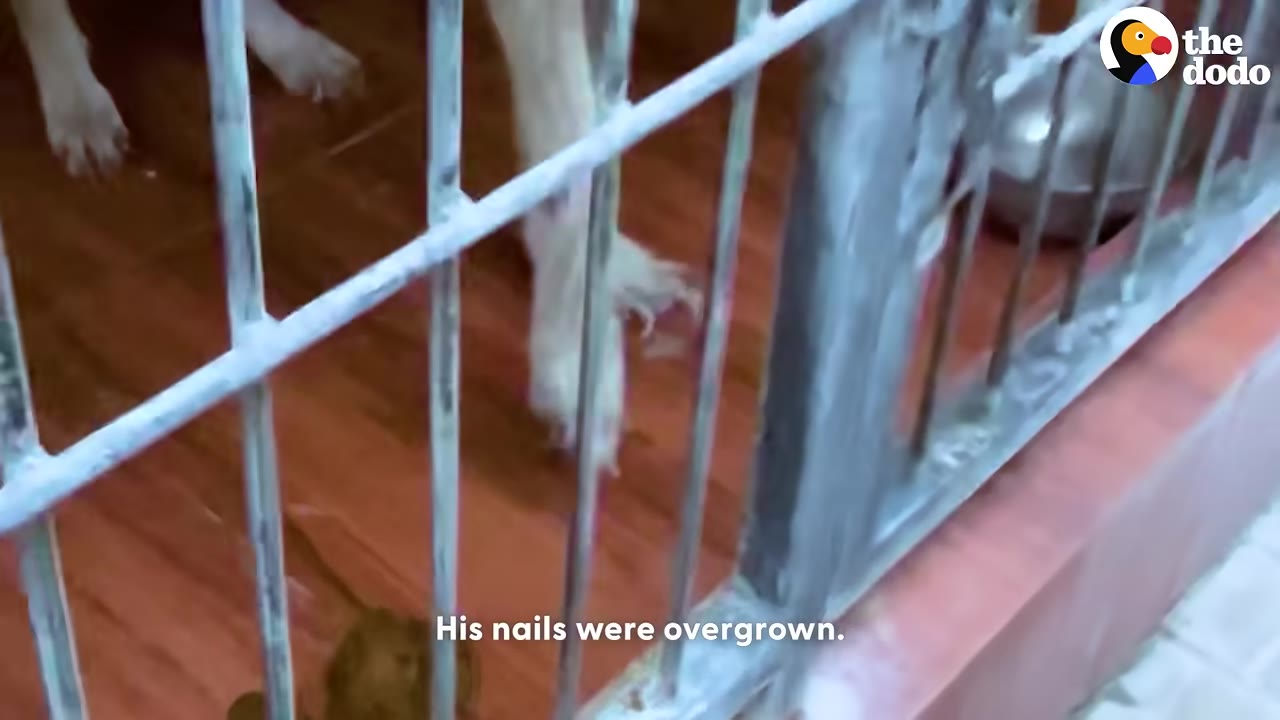 A dog's paws with extremely long, overgrown nails are visible behind the metal bars of an enclosure.