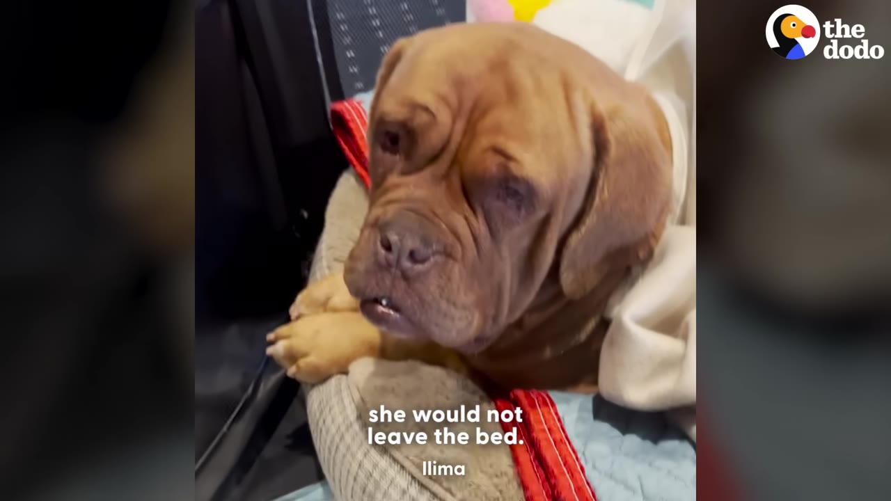A close-up of a brown, wrinkled dog resting its head on a dog bed with a sad expression.