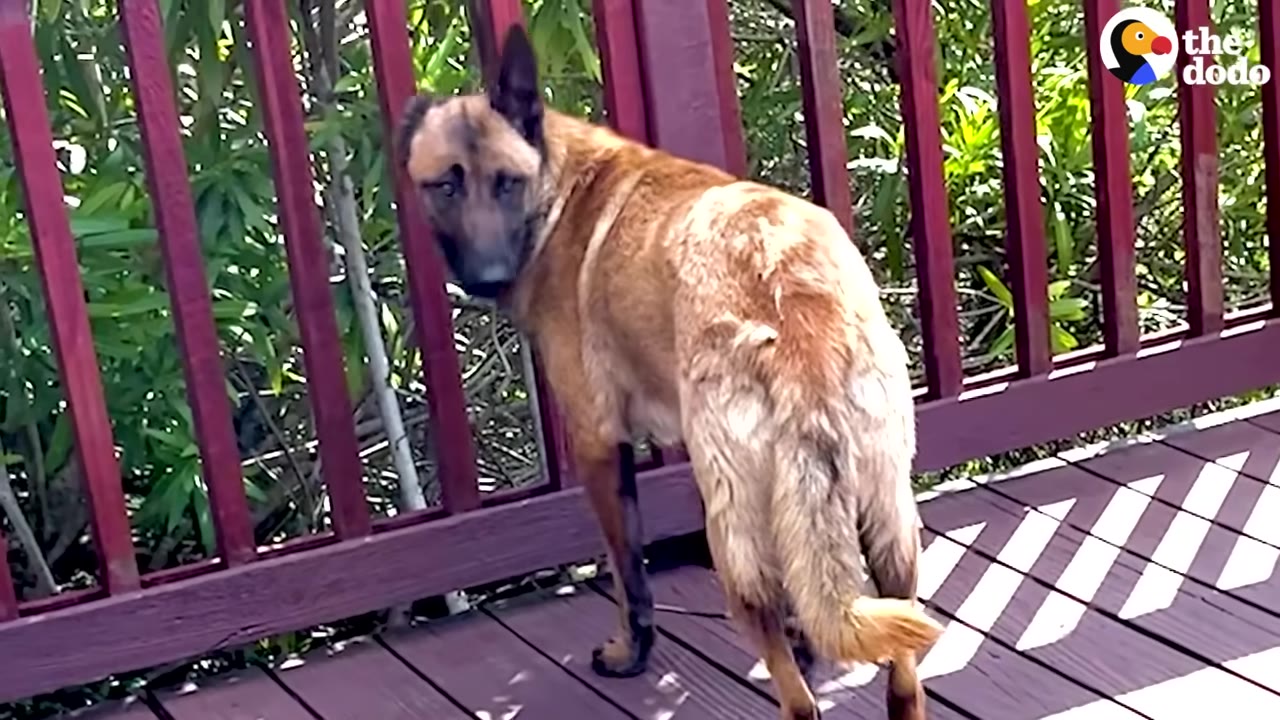 A Belgian Malinois dog stands on a wooden deck, looking back over its shoulder with a timid and anxious expression.