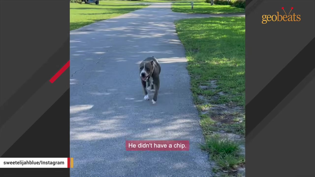 A gray and white pit bull runs down an asphalt path surrounded by green grass, with a caption reading 'He didn't have a chip.'