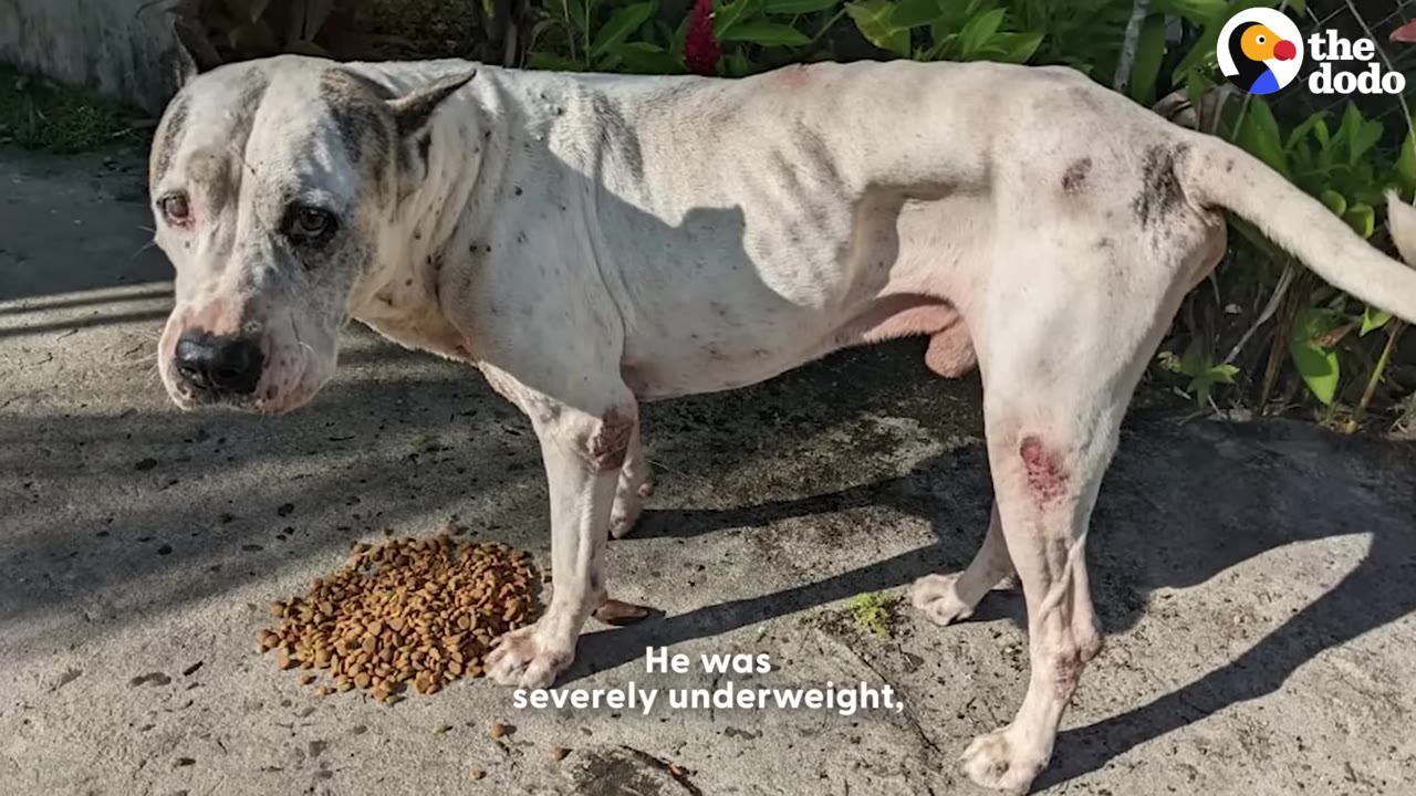 A severely underweight white dog with visible ribs and skin lesions on his legs stands on a concrete surface next to a pile of dog food.