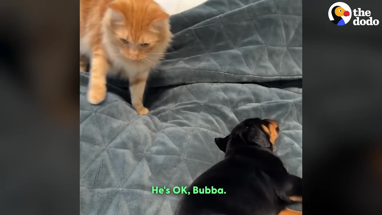 An orange cat stands on a blue quilted blanket, looking down with a skeptical expression at a small black and tan puppy lying nearby.