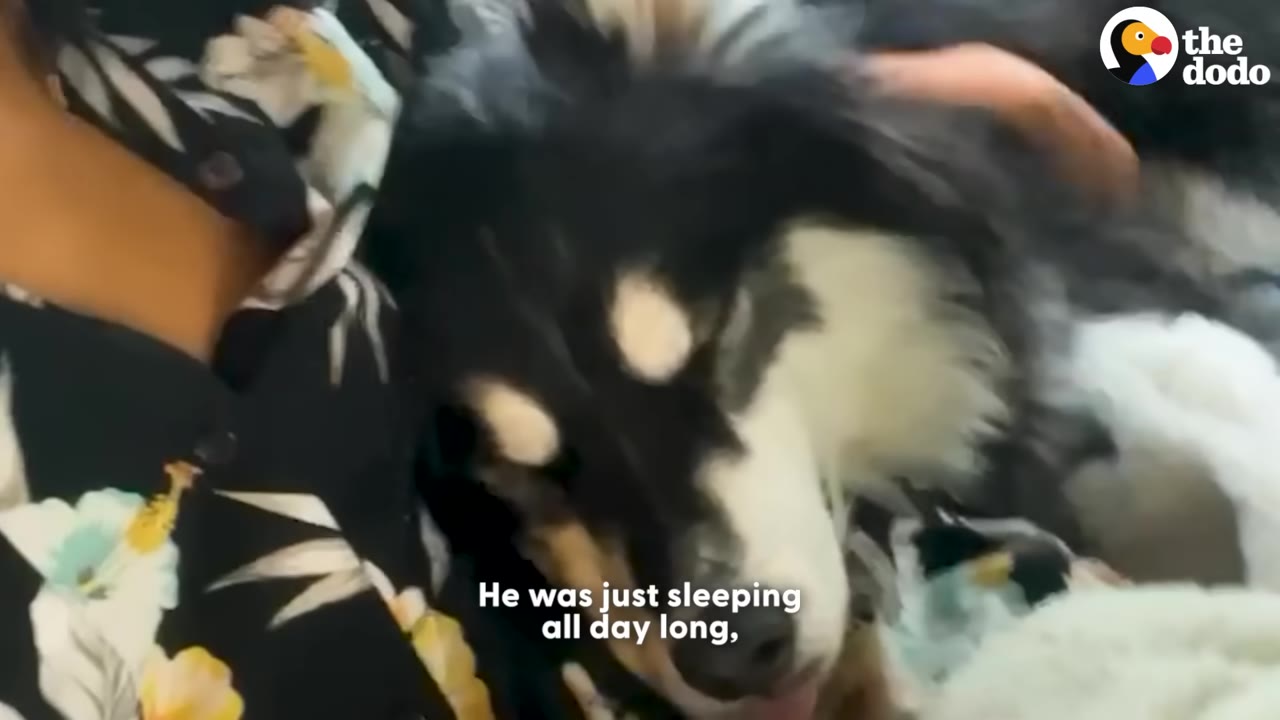 A black and white dog sleeping peacefully while resting its head near a person wearing a floral shirt.