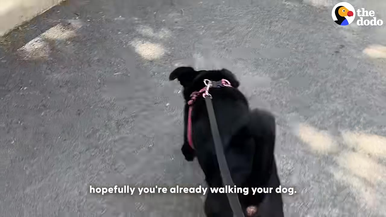 A black dog wearing a pink harness is seen from behind, walking on a leash down a paved path.