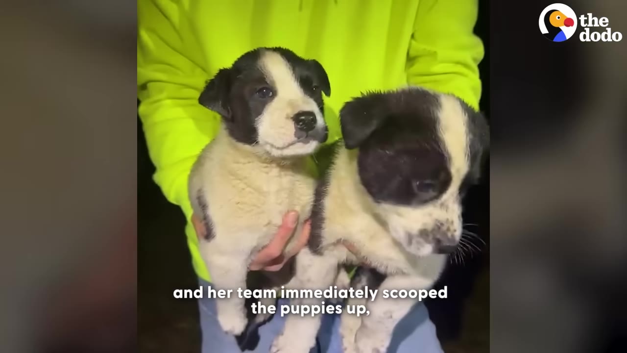 A person wearing a bright neon yellow hoodie holds two small black-and-white puppies in their arms.