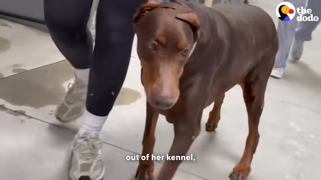 A brown Doberman dog walking on a leash next to a person's legs indoors.
