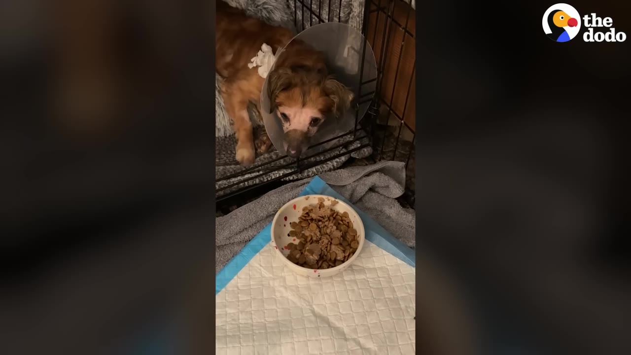 A small, brown dog wearing a plastic protective cone lies inside a wire crate, looking out toward a bowl of food placed on a training pad on the floor.