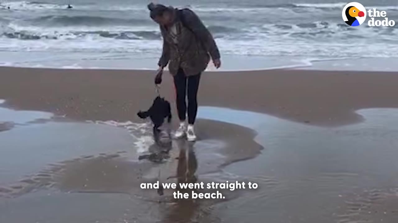 A woman walks a small black dog on a leash along a sandy beach near the ocean waves.