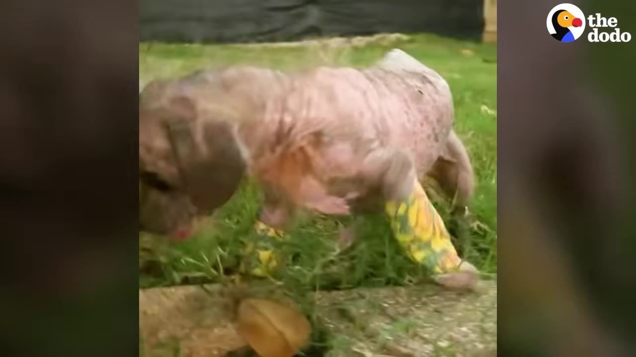 A small, hairless dog with yellow patterned bandages on his legs stands on a grassy lawn.