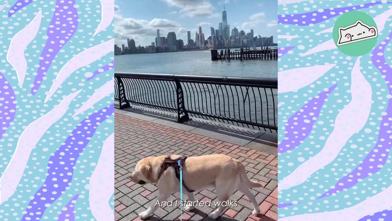 A yellow Labrador retriever wearing a harness walks on a brick pathway along a waterfront with a city skyline in the background.