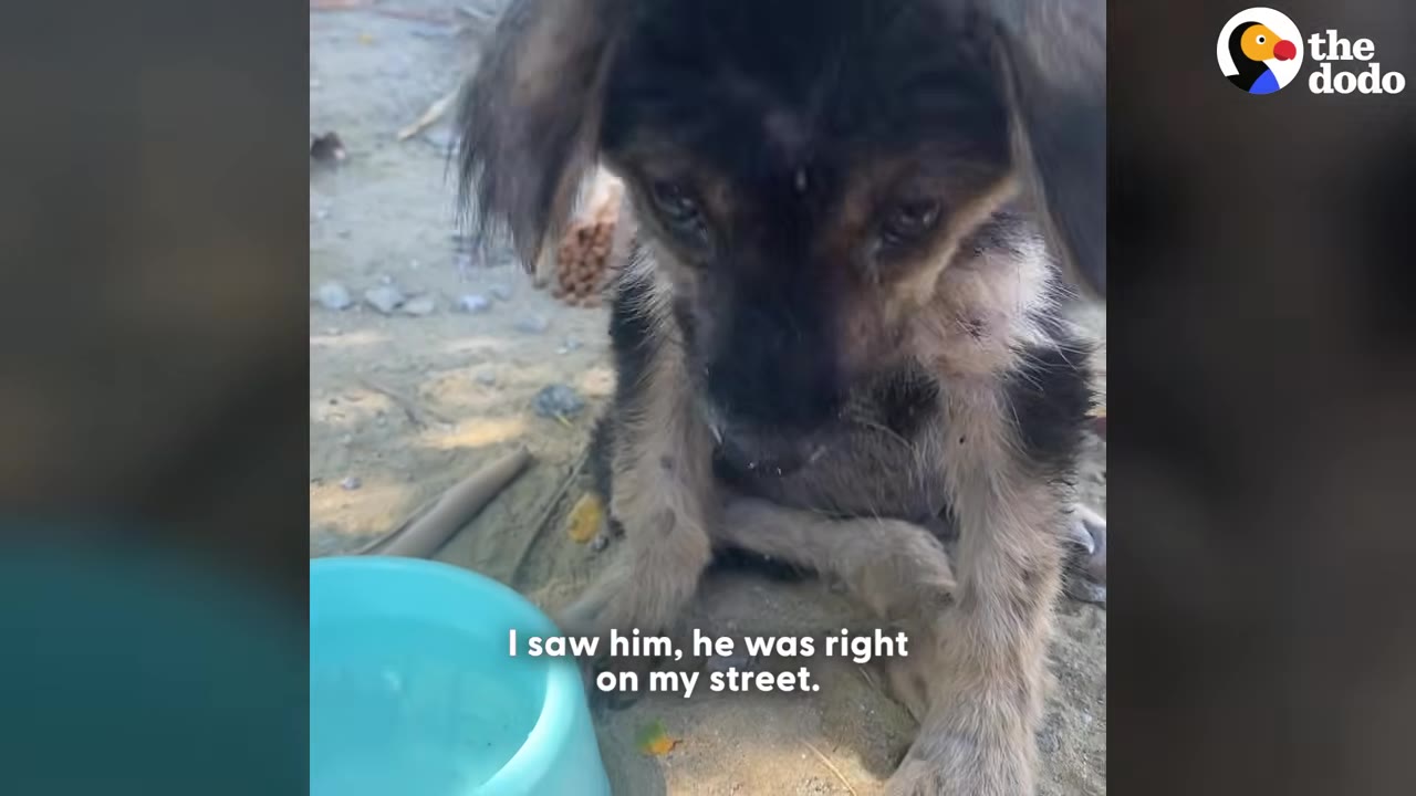 A small, scruffy, black and tan puppy sits on the dirt ground looking down with a sad expression next to a blue bowl.
