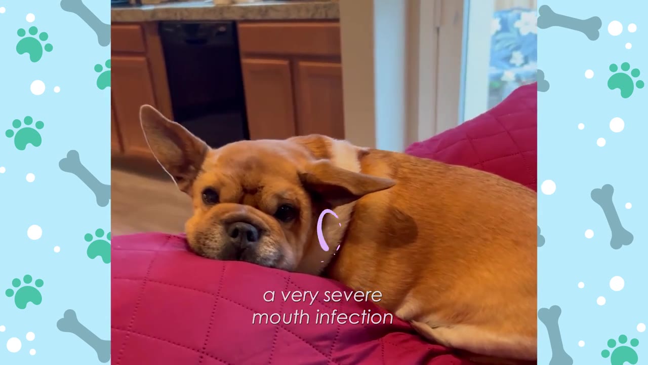 A small brown and white dog with large ears rests its head sadly on a pink cushion, with text overlay reading 'a very severe mouth infection'.