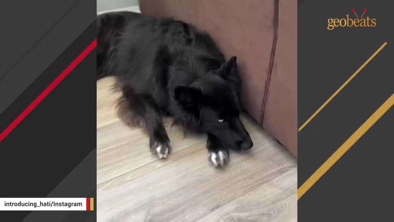 A fluffy black dog with white paws lies on a light wooden floor, resting its head near a brown sofa with a sad expression.