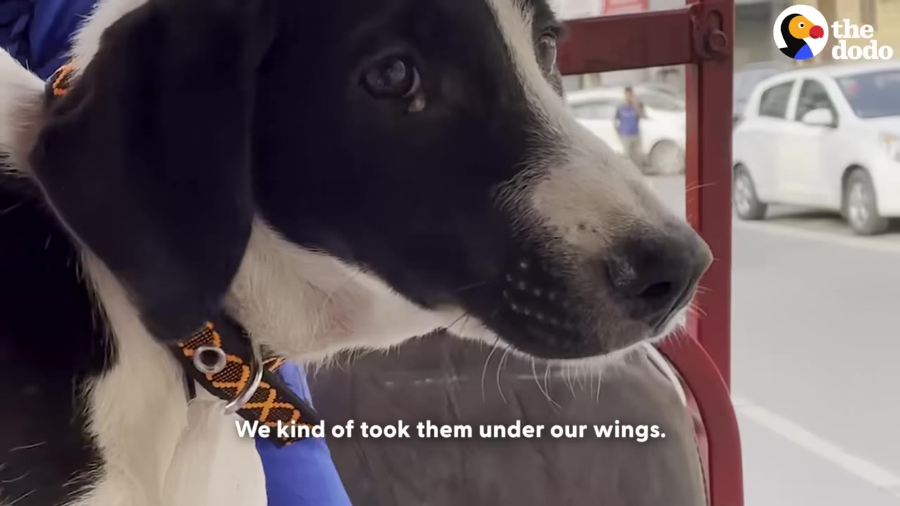 A close-up of a black and white dog looking out from a vehicle, with the subtitle 'We kind of took them under our wings' displayed at the bottom.