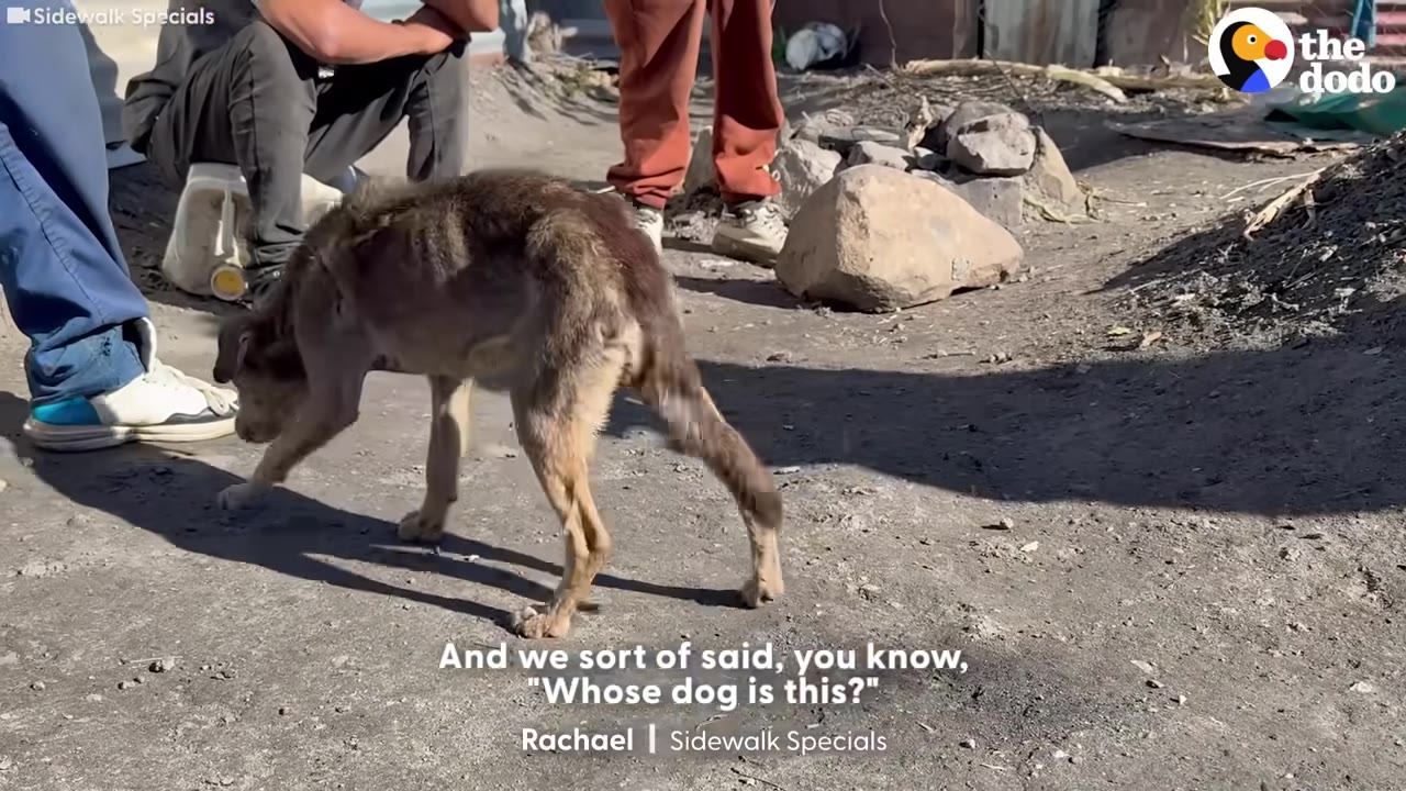 A thin, brown dog walks on a dirt ground near several people standing and sitting, with a subtitle that reads, 'And we sort of said, you know, "Whose dog is this?"'