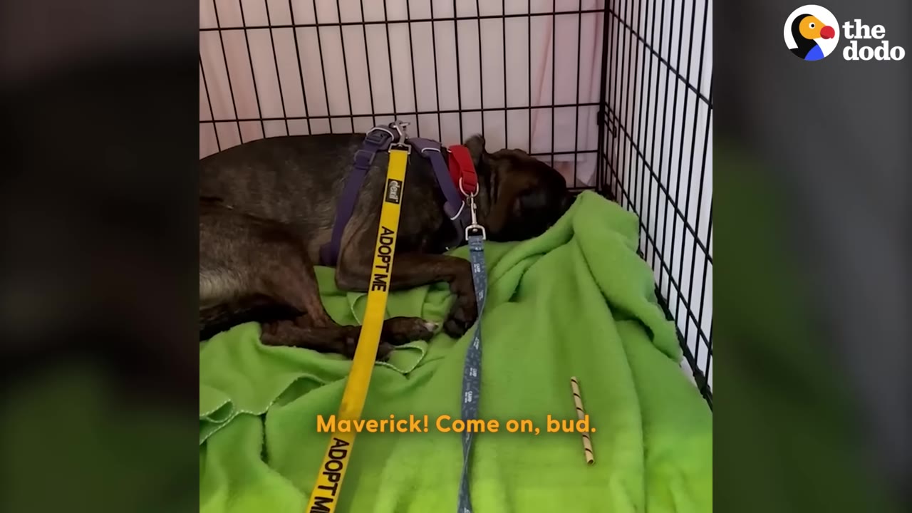 A dark brindle dog wearing a purple harness and a yellow leash that says 'ADOPT ME' lies curled up fearfully on a green blanket inside a wire crate.
