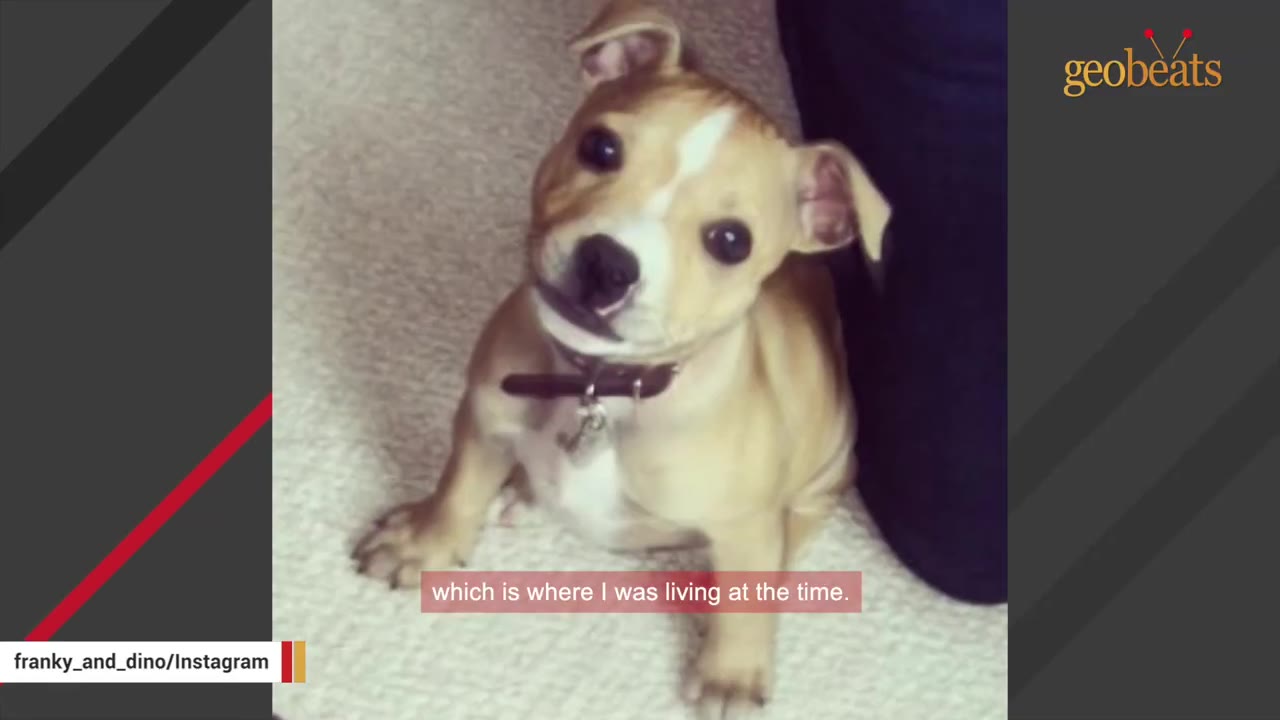 A tan and white puppy with a collar tilts its head while sitting on a light-colored carpet.