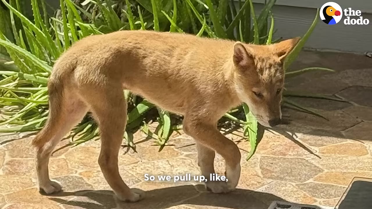 A small, light brown wild canine pup walking cautiously on a tiled patio in front of green plants.