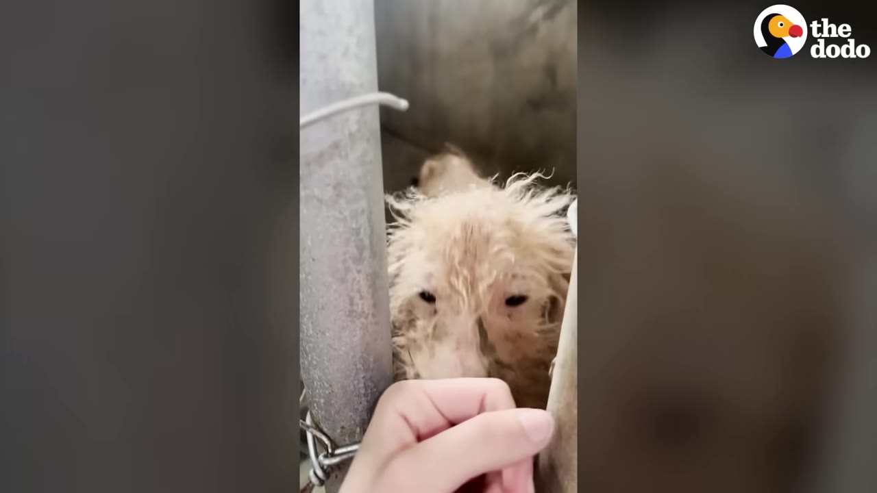 A small, dirty, scruffy dog with matted fur looks out from behind the metal bars of a kennel as a person's hand reaches in to touch him.