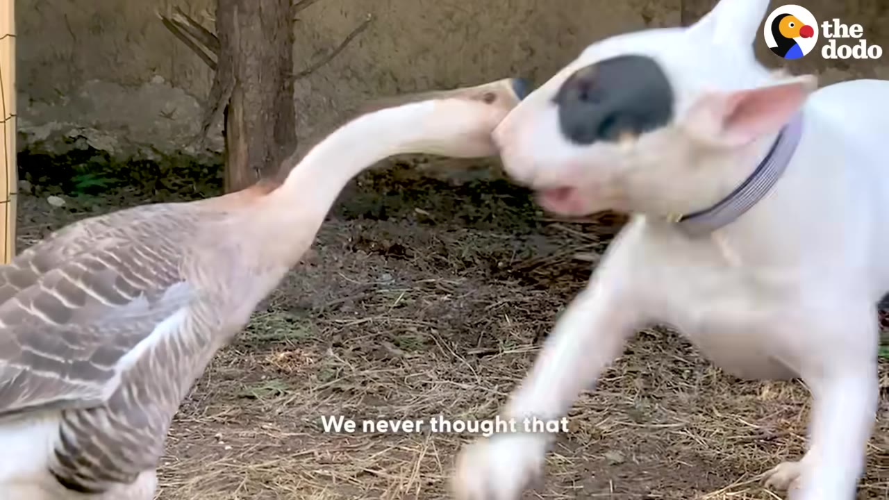 A goose stretches its neck forward to confront a white bull terrier dog outdoors.