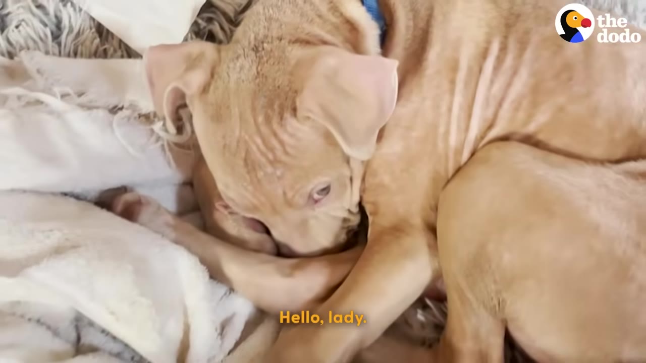 A light brown puppy curled up on a soft blanket, looking down with a gentle expression.