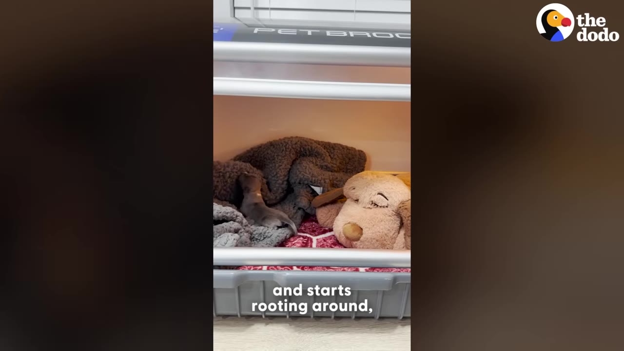 A tiny grey puppy rests on blankets inside a pet brooder next to a plush dog toy.