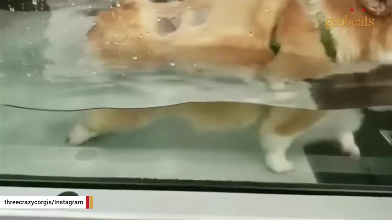 A corgi walks on an underwater treadmill during a physical therapy and rehabilitation session.