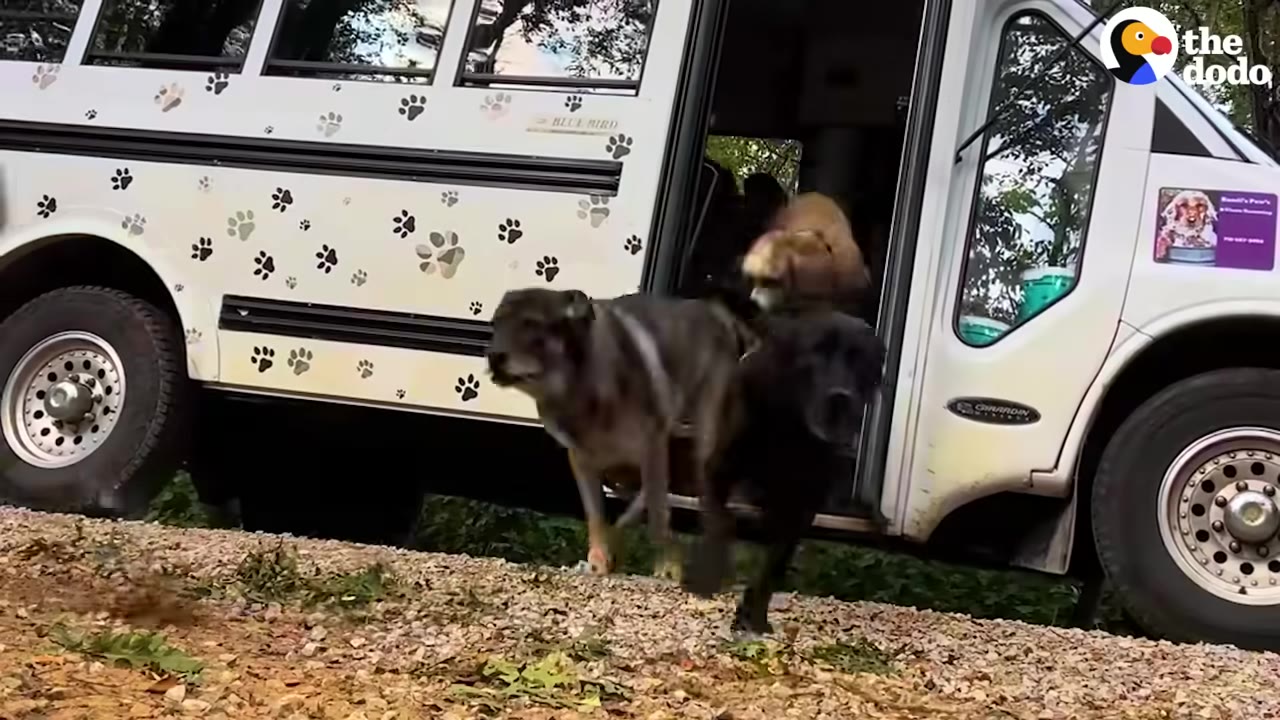 Several dogs happily run out of the open door of a white bus decorated with black paw prints.