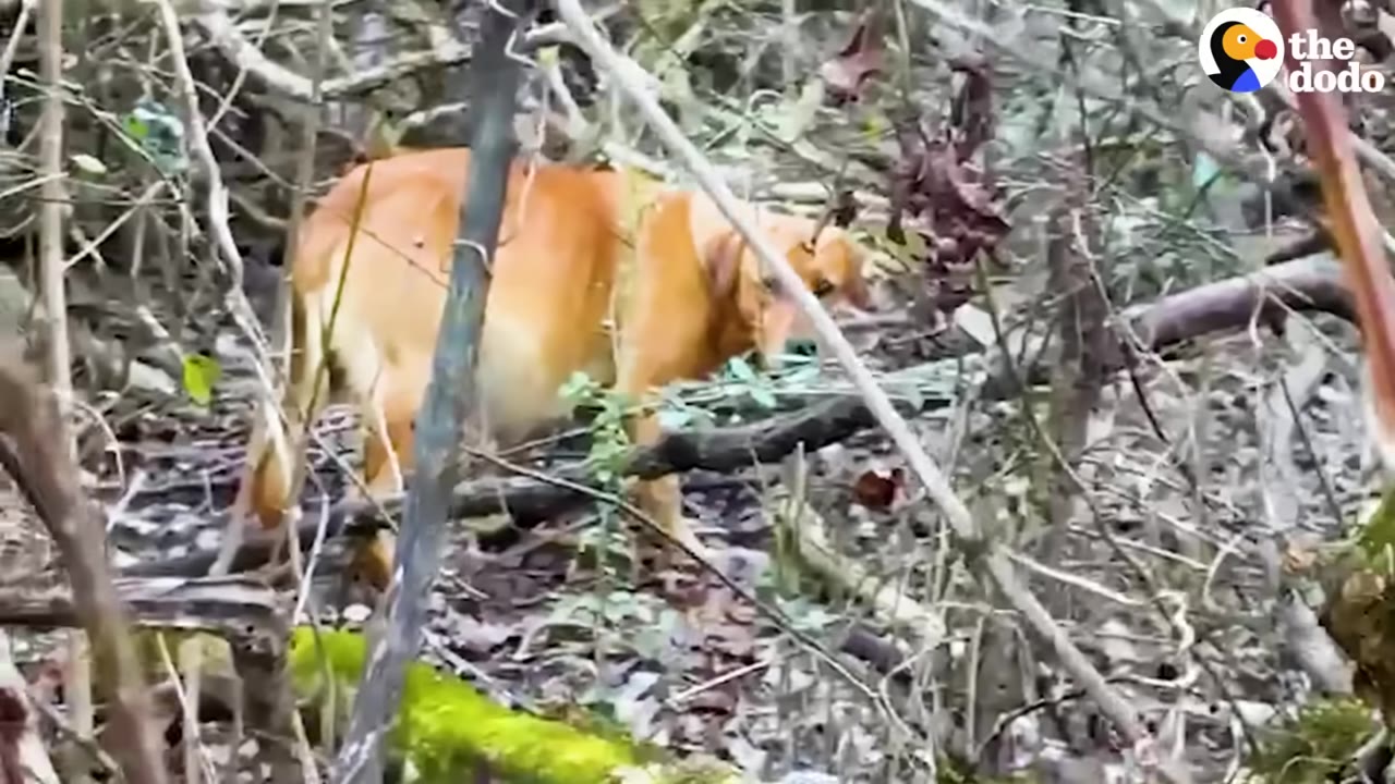 A light brown dog stands amidst dense branches and fallen leaves in a wooded area.