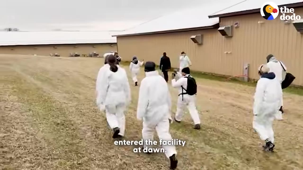 A group of animal welfare activists wearing white protective suits walk towards a large farm building on a grassy field at dawn.