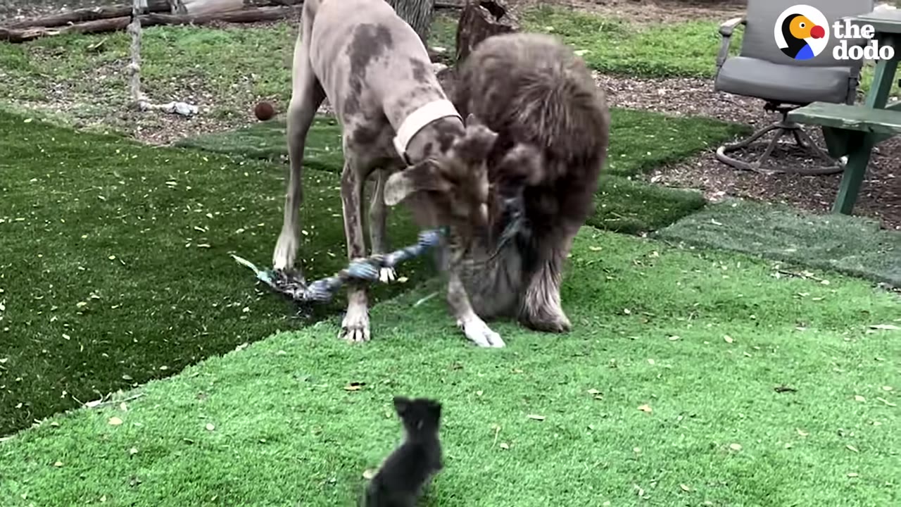 Two large dogs, one a Great Dane and the other a fluffy brown dog, play with a rope toy on a green lawn while a tiny black puppy watches them from the foreground.