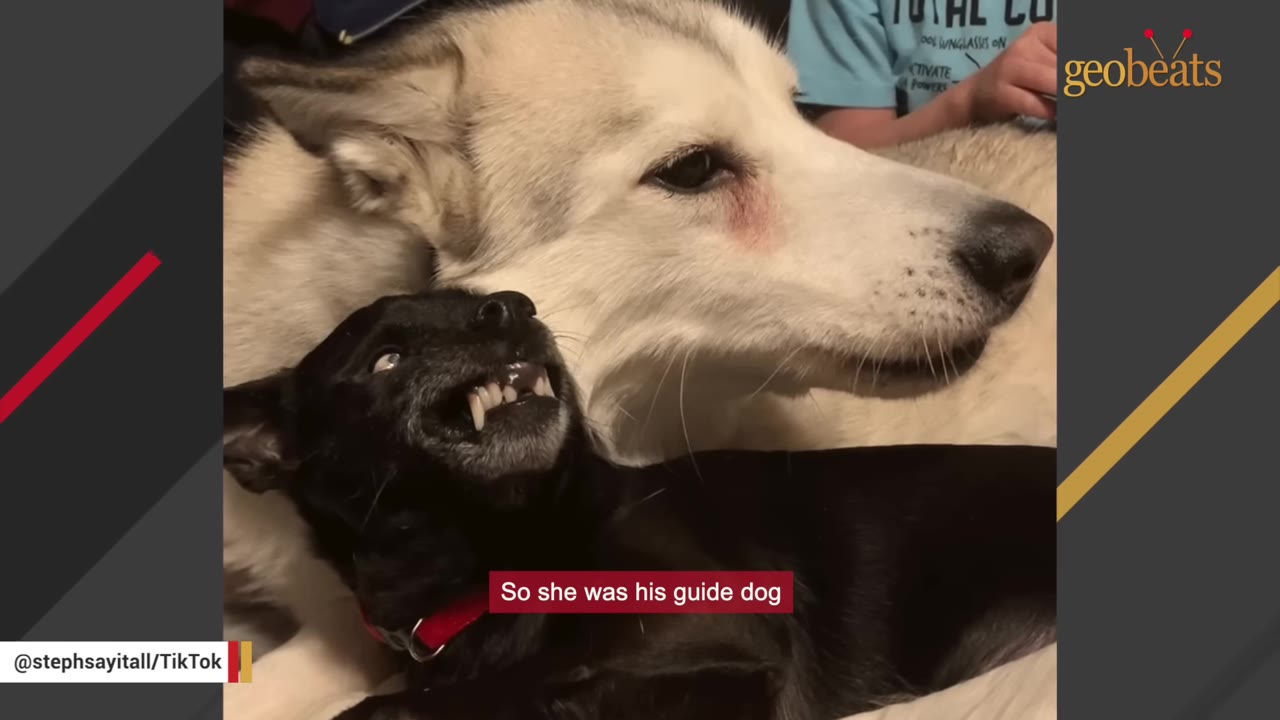 A close-up of a large white husky-like dog lying down next to a small black dog who is looking up with its mouth slightly open.