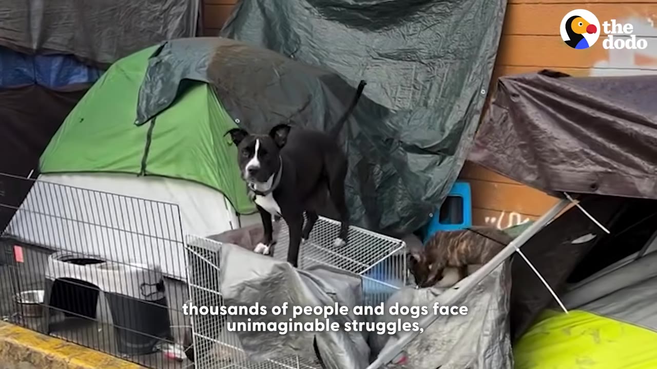 A black and white dog stands on top of a wire crate next to tents and tarps on a city street.
