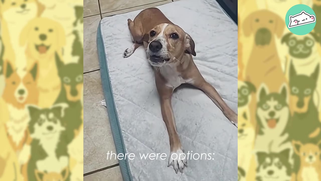 A tan and white dog lies on a light gray pet bed, looking up with a distressed expression.