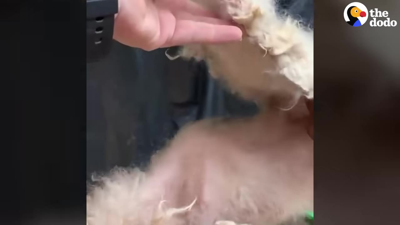A close-up shot of a person's hand lifting a thick, solid mat of dirty white fur away from a dog's pink, irritated skin, illustrating the severe neglect.