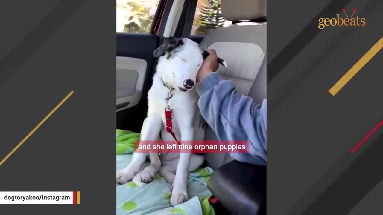 A white puppy with black spots on its ears sits on a green blanket in the back seat of a car while a person's hand gently pets its head.