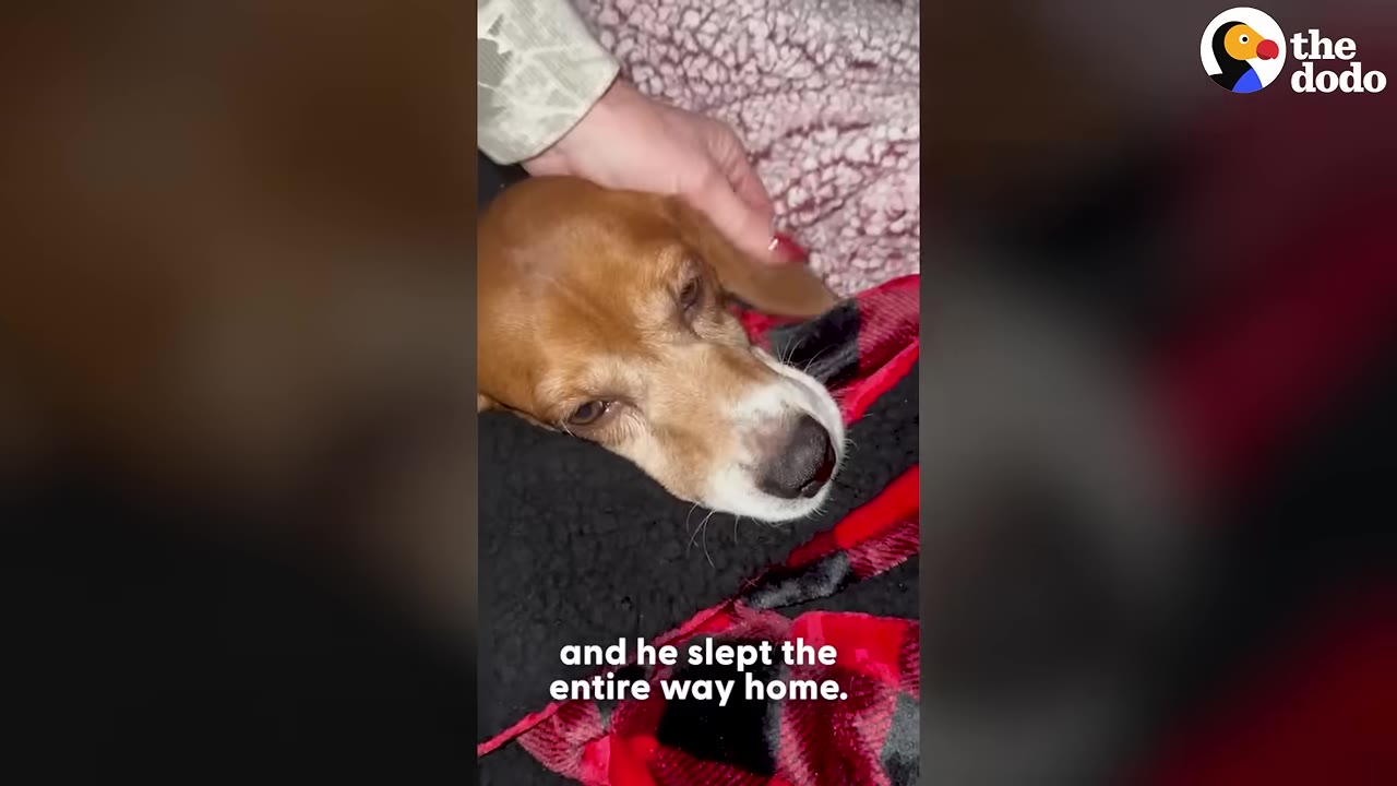 A close-up of a brown and white beagle resting its head on a black and red blanket while being gently petted on the head.