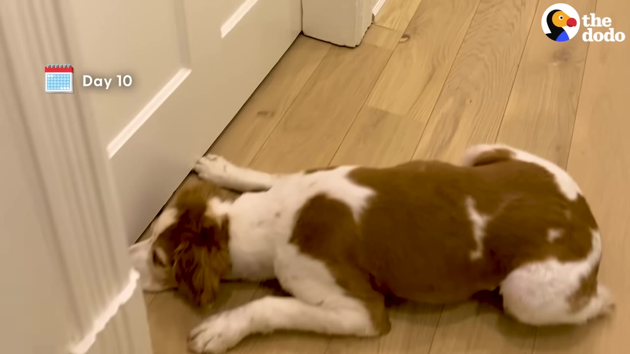 A brown and white dog lies on a wooden floor with its nose pressed against the bottom of a closed white door, next to a graphic that reads 'Day 10'.