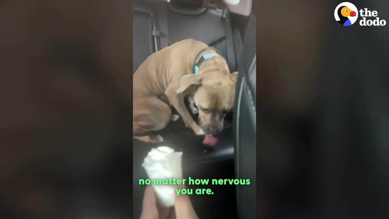 A tan dog sits nervously in the back seat of a car, looking down while a hand holds a cup of whipped cream in the foreground.