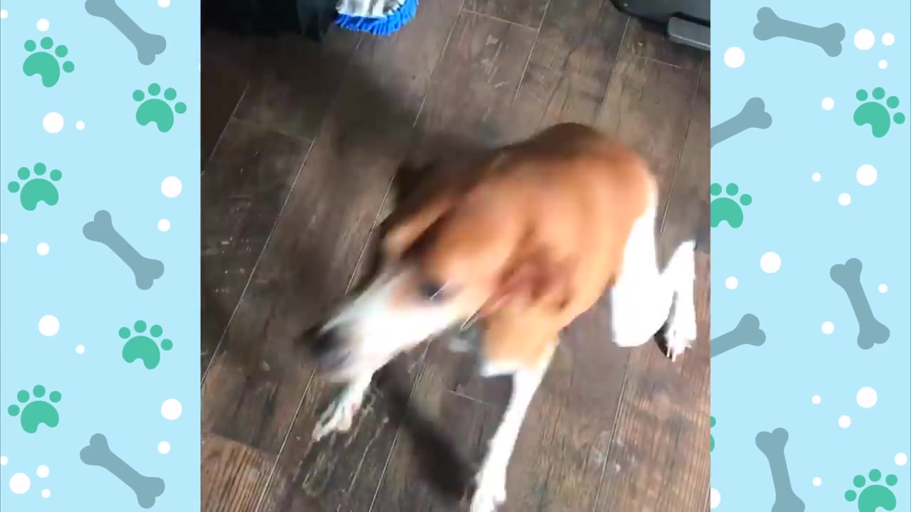 A brown and white dog looking up excitedly on a wooden floor.